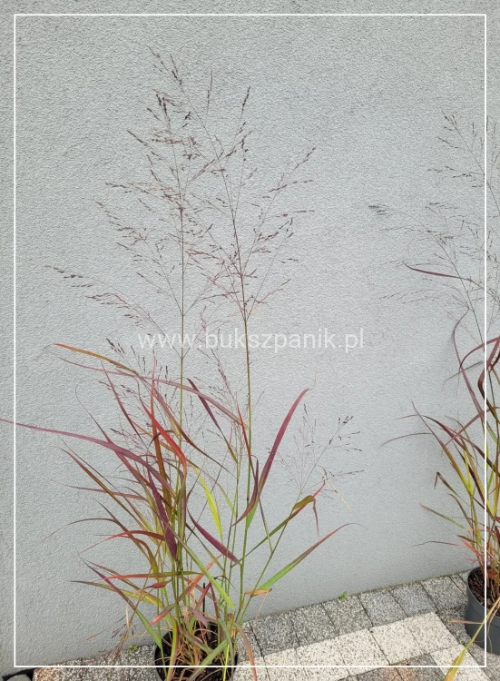 Proso rózgowate- Panicum Virgatum Squaw