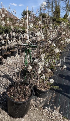 Świdośliwa olcholistna- Amelanchier alnifolia "Smoky" C35