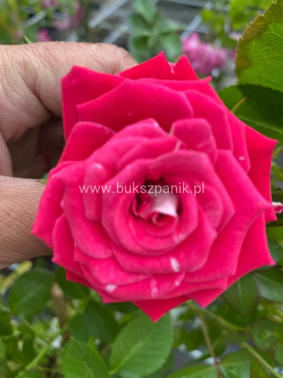 Róża okrywowa malinowa - Rosa c2l
