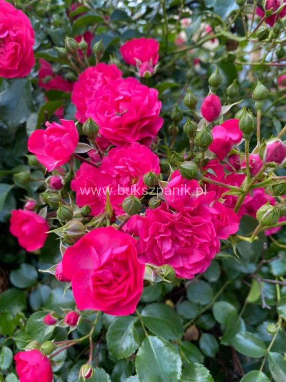 Róża okrywowa malinowa - Rosa c2l