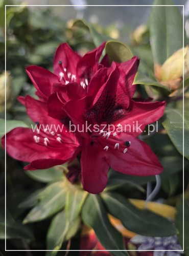 Różanecznik Rhododendron 'Matador
