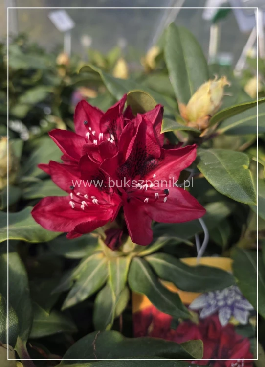Różanecznik Rhododendron 'Matador