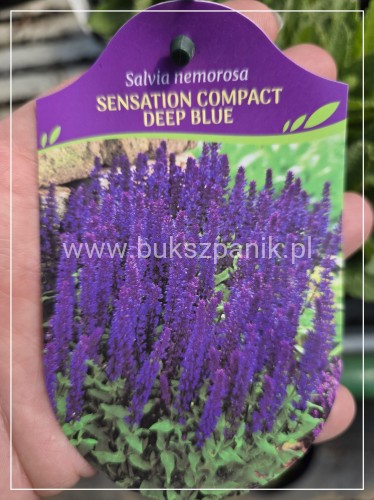 Szałwia omszona SENSATION COMPACT DEEP BLUE - salvia nemorosa