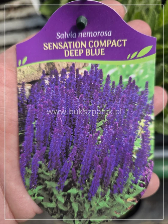 Szałwia omszona SENSATION COMPACT DEEP BLUE - salvia nemorosa