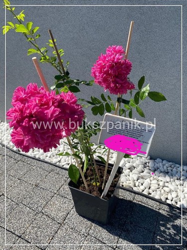 Róża okrywowa różowa - rosa