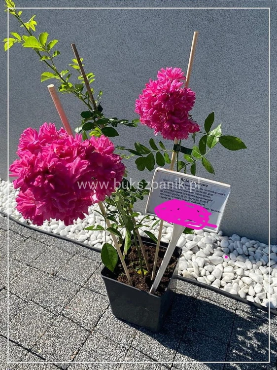 Róża okrywowa różowa - rosa