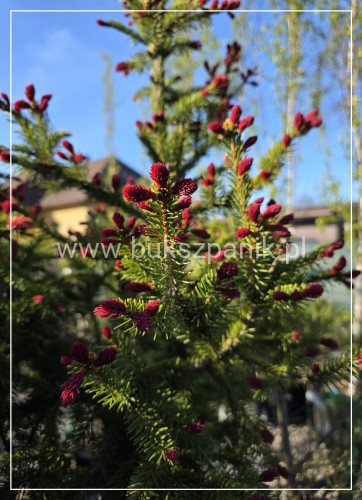 Świerk pospolity RYDAL - Picea abies Pa100-110cm