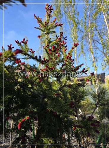 Świerk pospolity RYDAL - Picea abies Pa100-110cm