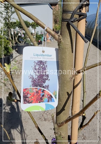 Ambrowiec amerykański Worplesdon - h: 200cm, Liquidambar styraciflua