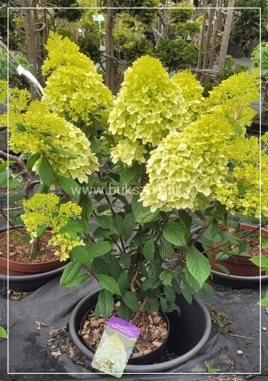 Hortensja bukietowa DIAMANTINO - Hydrangea paniculata C10l