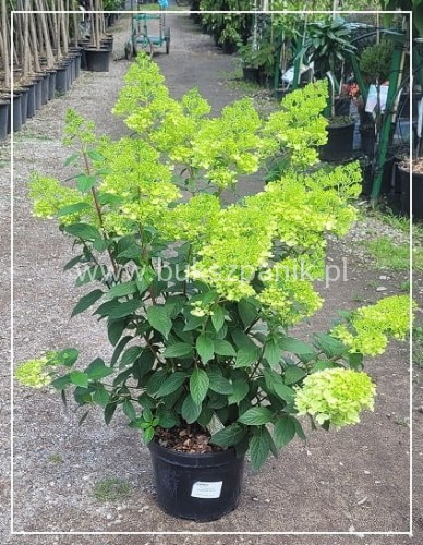 Hortensja bukietowa DIAMANTINO - Hydrangea paniculata