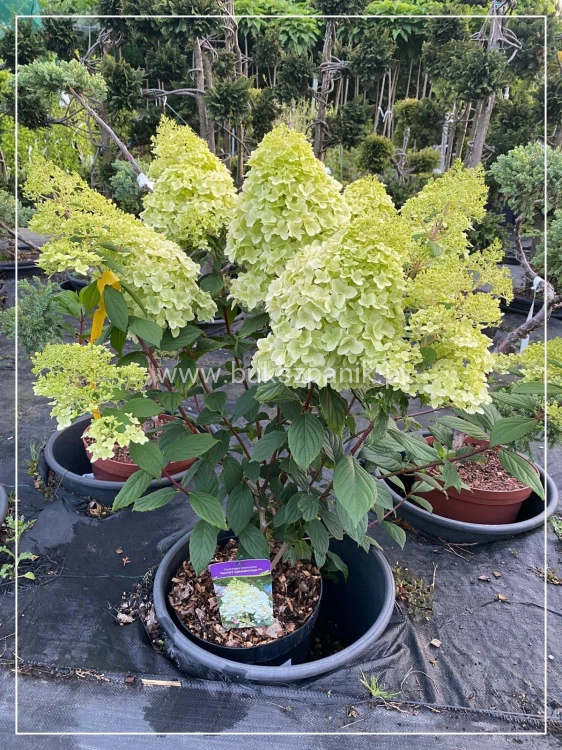 Hortensja bukietowa DIAMANTINO - Hydrangea paniculata