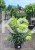 Hortensja bukietowa DIAMANTINO - Hydrangea paniculata
