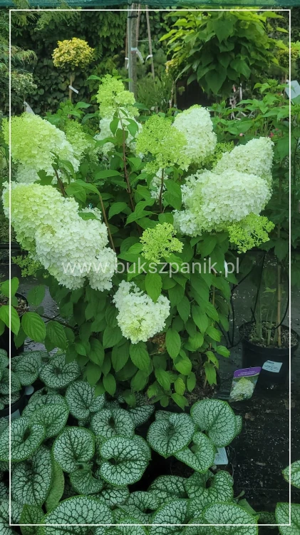 Hortensja bukietowa DIAMANTINO - Hydrangea paniculata