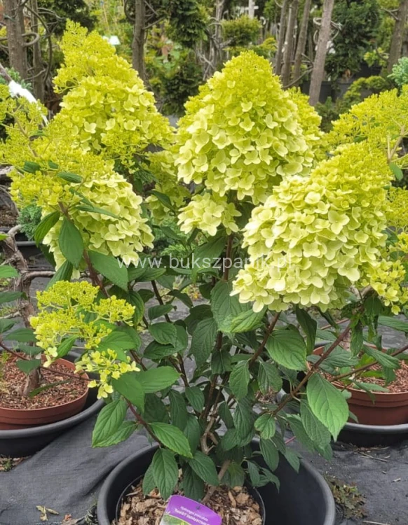 Hortensja bukietowa DIAMANTINO - Hydrangea paniculata
