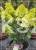 Hortensja bukietowa DIAMANTINO - Hydrangea paniculata C10l