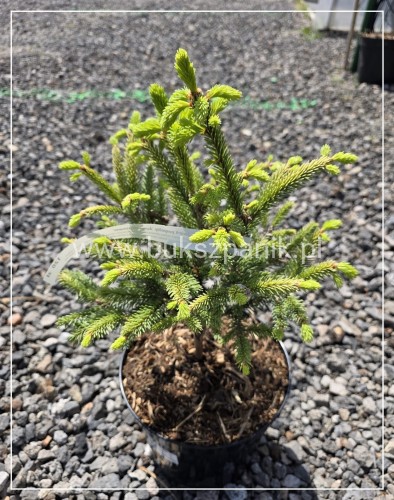 Świerk pospolity 'Aurea Horstmann' Picea abies