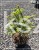 Świerk pospolity 'Aurea Horstmann' Picea abies