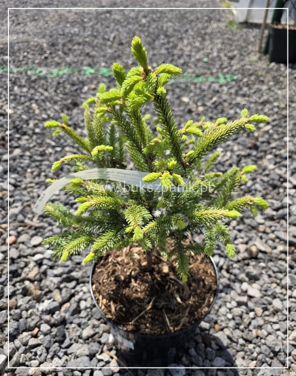 Świerk pospolity 'Aurea Horstmann' Picea abies