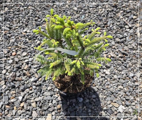 Świerk pospolity 'Aurea Horstmann' Picea abies