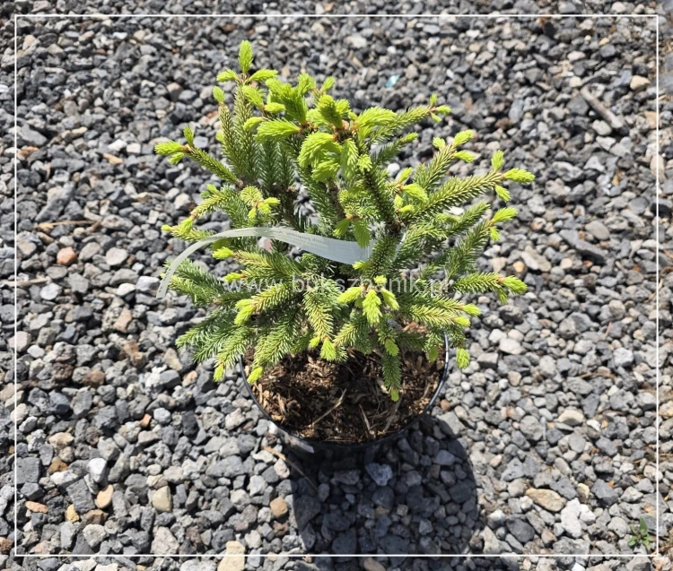 Świerk pospolity 'Aurea Horstmann' Picea abies