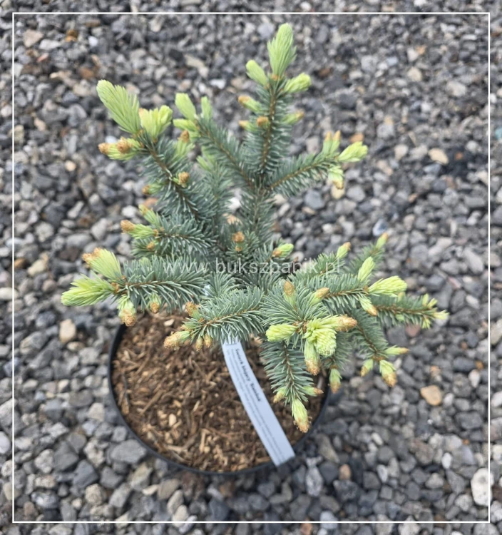Świerk kłujący ‘Białobok’- Picea pungens