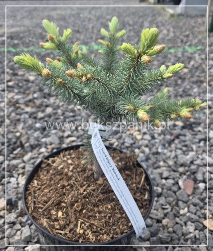 Świerk kłujący ‘Białobok’- Picea pungens