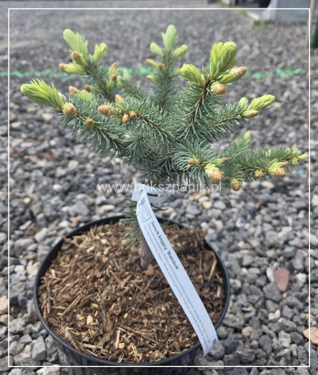 Świerk kłujący ‘Białobok’- Picea pungens