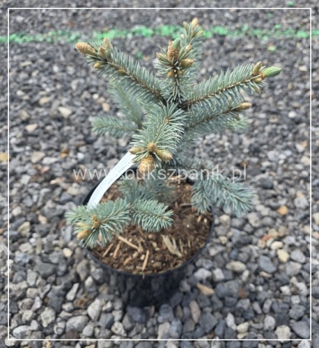 Świerk kłujący ‘Hoopsii’- Picea pungens
