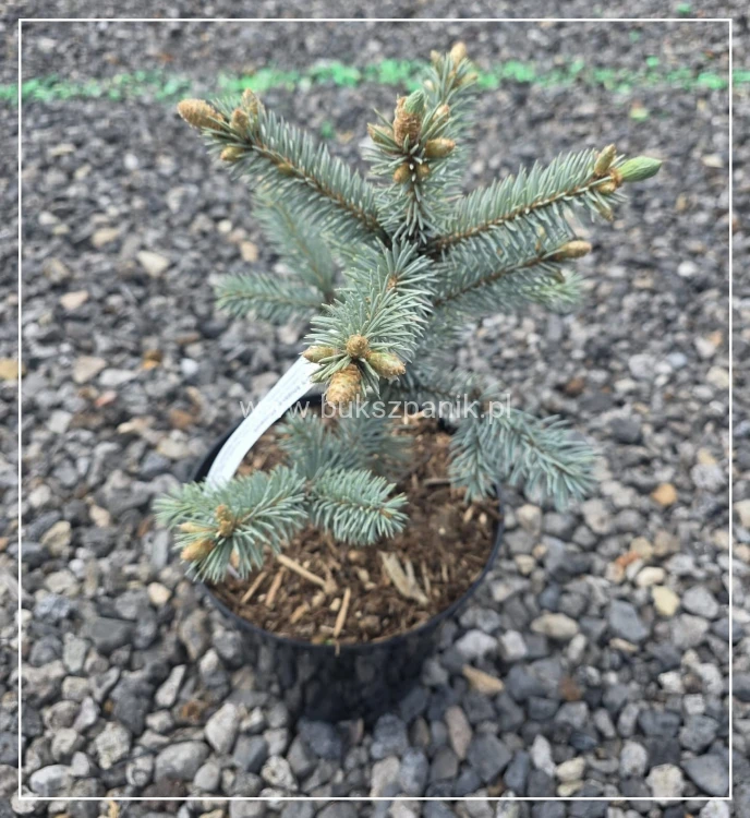 Świerk kłujący ‘Hoopsii’- Picea pungens