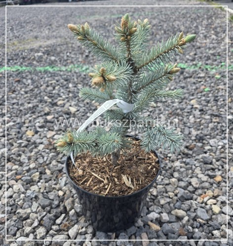 Świerk kłujący ‘Hoopsii’- Picea pungens