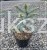 Świerk kłujący ‘Hoopsii’- Picea pungens