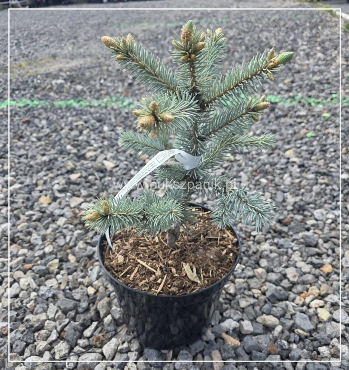 Świerk kłujący ‘Hoopsii’- Picea pungens
