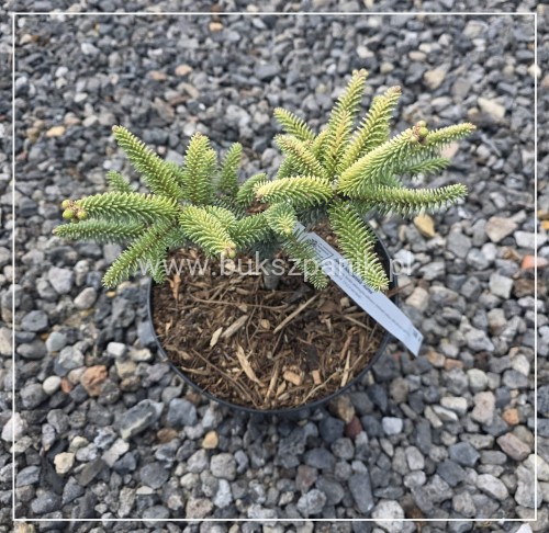 Jodła hiszpańska ‘Aurea’- Abies Pinsapo
