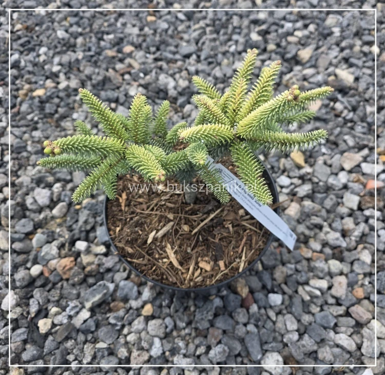 Jodła hiszpańska ‘Aurea’- Abies Pinsapo