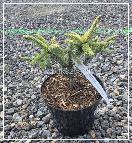 Jodła hiszpańska ‘Aurea’- Abies Pinsapo