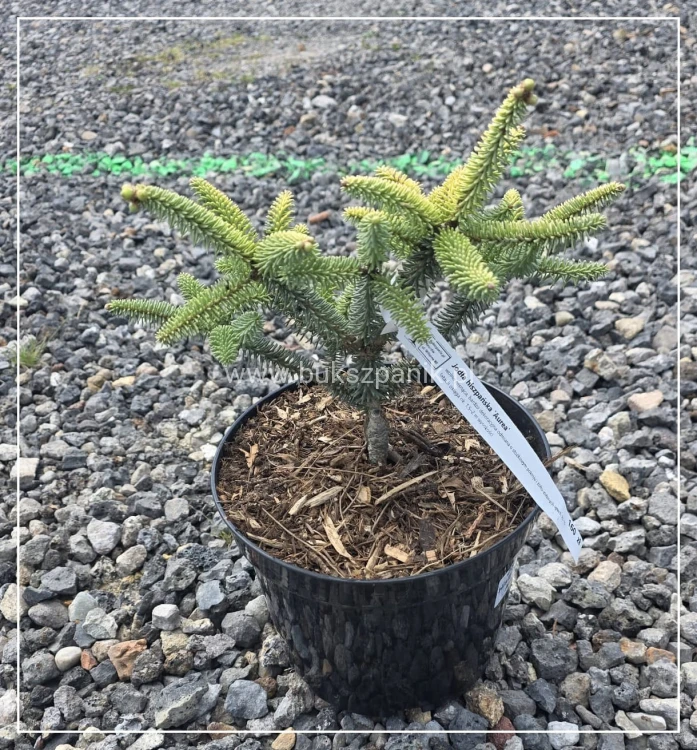 Jodła hiszpańska ‘Aurea’- Abies Pinsapo