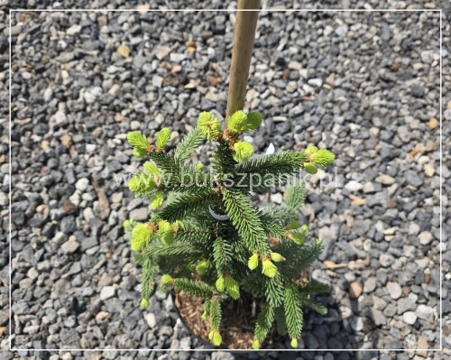 Świerk pospolity ‘Inversa’ — Picea abies