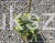 Świerk pospolity ‘Inversa’ — Picea abies