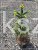 Świerk pospolity ‘Inversa’ — Picea abies