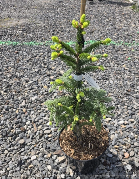 Świerk pospolity ‘Inversa’ — Picea abies