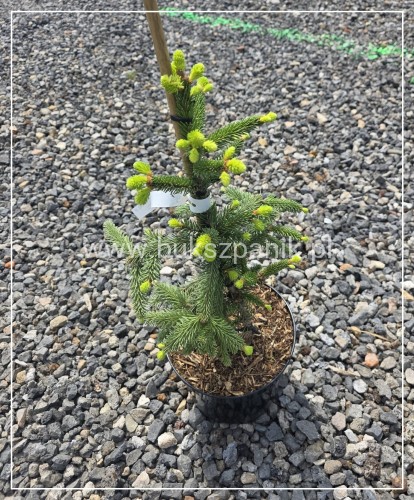 Świerk pospolity ‘Inversa’ — Picea abies