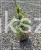 Świerk pospolity ‘Inversa’ — Picea abies