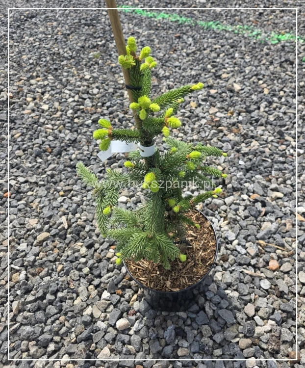 Świerk pospolity ‘Inversa’ — Picea abies