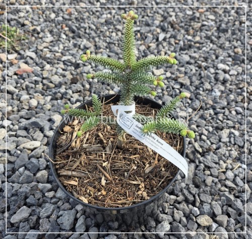 Jodła hiszpańską ‘Aurea’- Abies Pinsapo