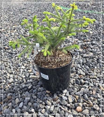 Świerk pospolity 'Acrocona'- Picea abies