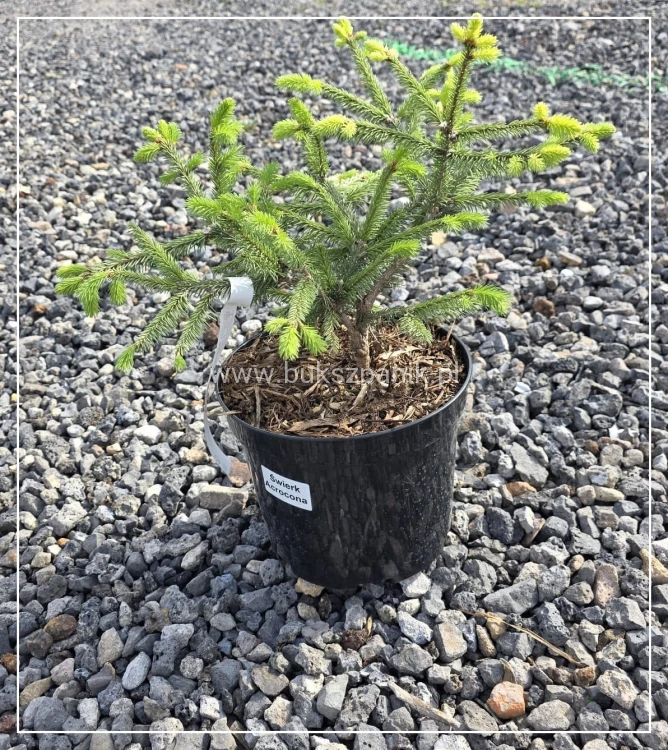 Świerk pospolity 'Acrocona'- Picea abies