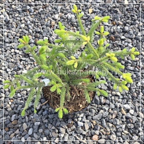 Świerk pospolity 'Acrocona'- Picea abies