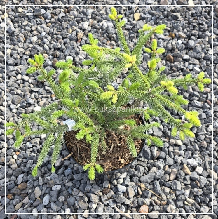 Świerk pospolity 'Acrocona'- Picea abies