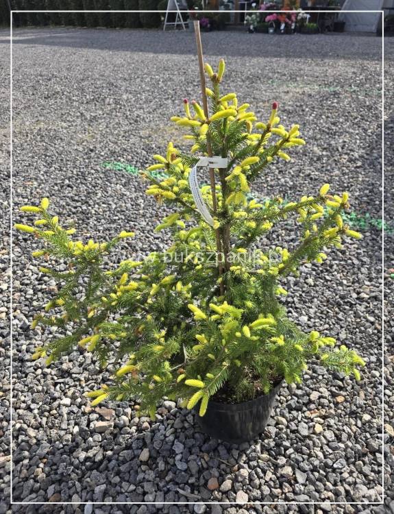 Świerk pospolity ACROCONA GOLDEN - Picea abies C10l